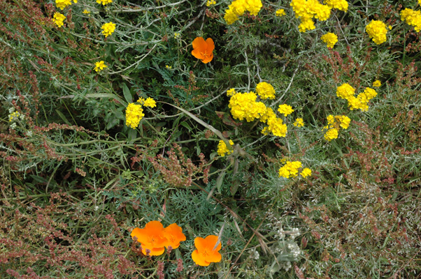 Soberanes Canyon 046.jpg